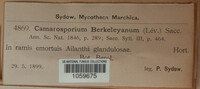 Camarosporium berkeleyanum image